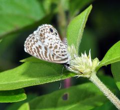 Leptotes cassius