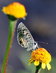 Leptotes cassius