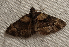 Eucymatoge peplodes