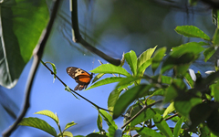 Heliconius hecale