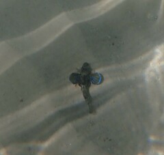 Chelidonichthys lucerna