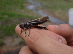 Stethophyma lineatum