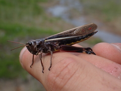 Stethophyma lineatum