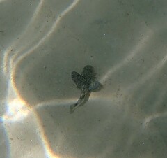 Chelidonichthys lucerna