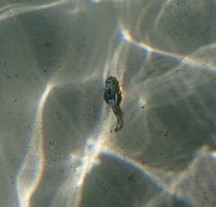 Chelidonichthys lucerna