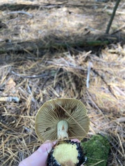 Cortinarius odorifer