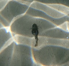 Chelidonichthys lucerna