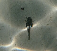 Chelidonichthys lucerna