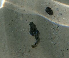 Chelidonichthys lucerna