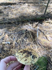 Cortinarius odorifer