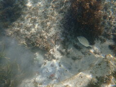 Diplodus