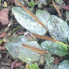 Golovinomyces sordidus