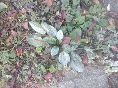 Golovinomyces sordidus