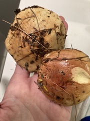 Cortinarius odorifer