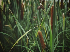 Typha angustifolia