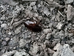 Parcoblatta pennsylvanica