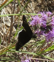 Erynnis funeralis