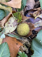 Platanus occidentalis
