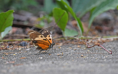 Heliconius hecale