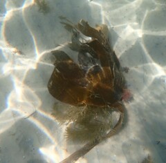 Saccorhiza polyschides