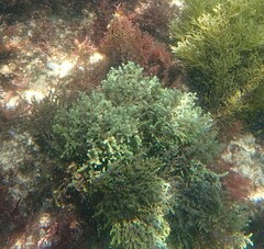 Ericaria selaginoides