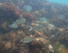 Diplodus