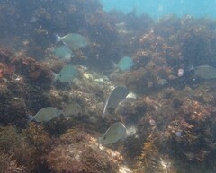 Diplodus
