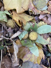 Platanus occidentalis