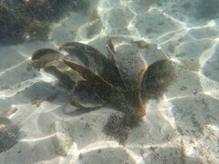 Saccorhiza polyschides