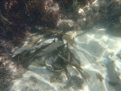 Saccorhiza polyschides