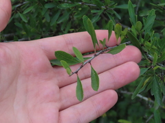 Rhamnus oleoides