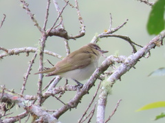Vireo olivaceus
