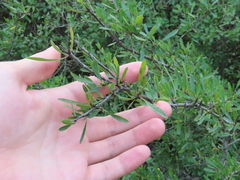 Rhamnus oleoides