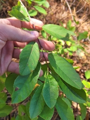Amelanchier canadensis