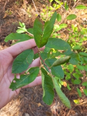 Amelanchier canadensis