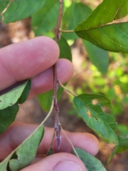Amelanchier canadensis