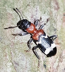 Thanasimus formicarius
