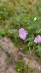Agalinis filifolia