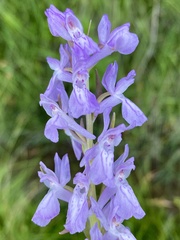 Dactylorhiza elata
