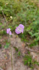 Agalinis filifolia