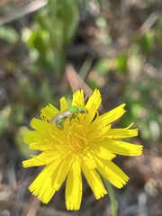 Augochlorella aurata