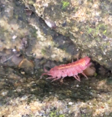 Androniscus dentiger