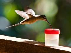 Phaethornis hispidus