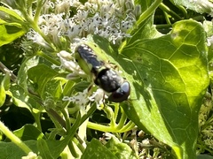 Hedriodiscus truquii