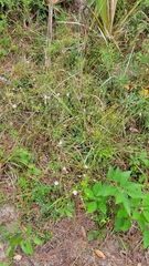 Agalinis filifolia