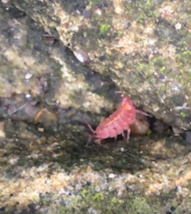 Androniscus dentiger