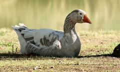 Anser anser domesticus × anser cygnoides domesticus