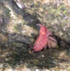 Androniscus dentiger