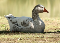 Anser anser domesticus × anser cygnoides domesticus