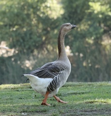 Anser anser domesticus × anser cygnoides domesticus